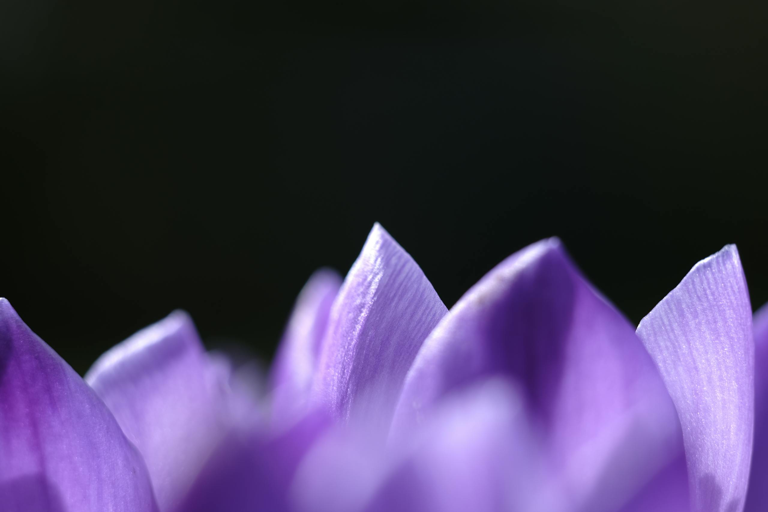 Detailed macro shot focusing on delicate purple flower petals.